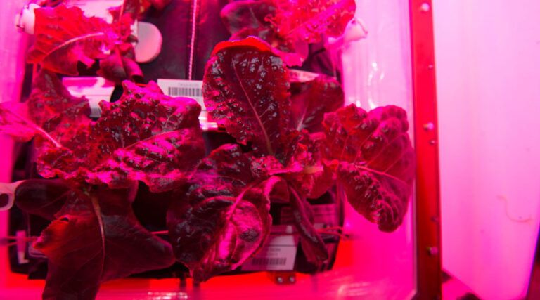 NASA lettuce grown in space heading to Dubai salad bars?