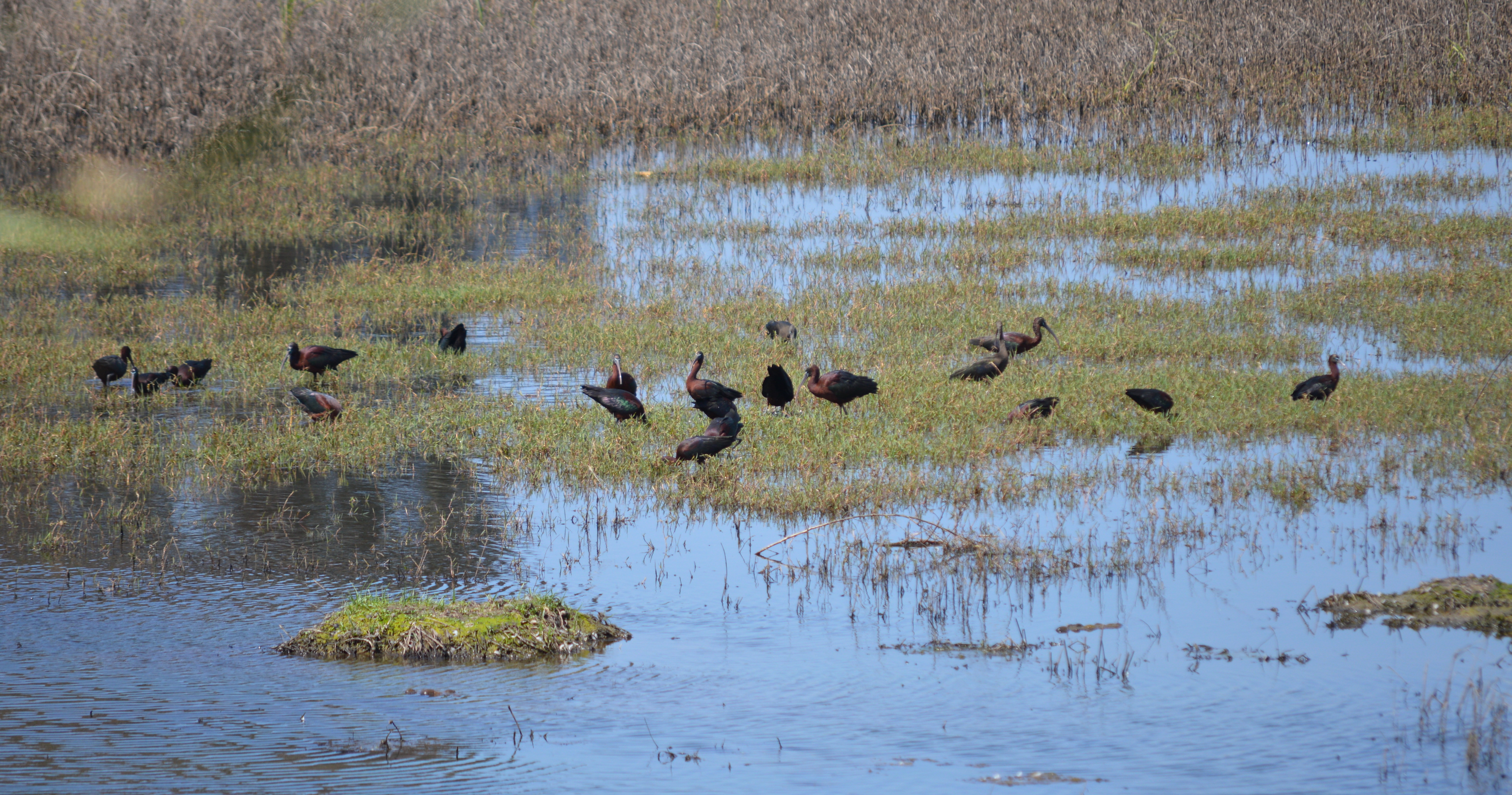 seasonal pool Israel