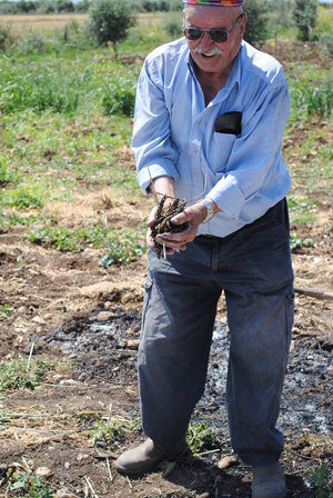 freekeh with the Druize, man holding twigs