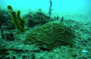 Iraq’s first coral reef in cold, polluted water shocks scientists