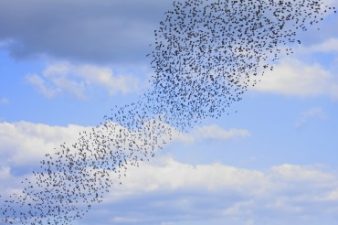 Israel’s bird watching season