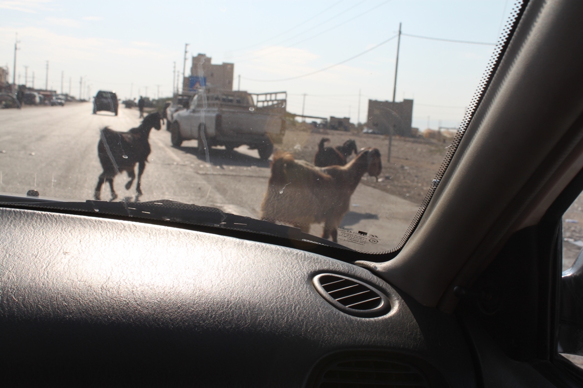 Driving with  Jordan goats