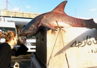 Kuwait fish market serves “extinct” shark
