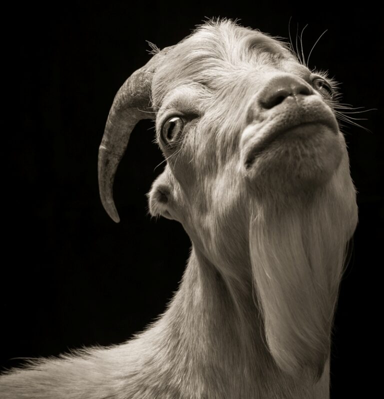 Barnyard supermodels may put you off meat!