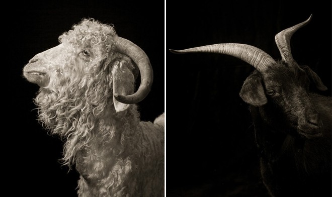 reasons to become vegertarian