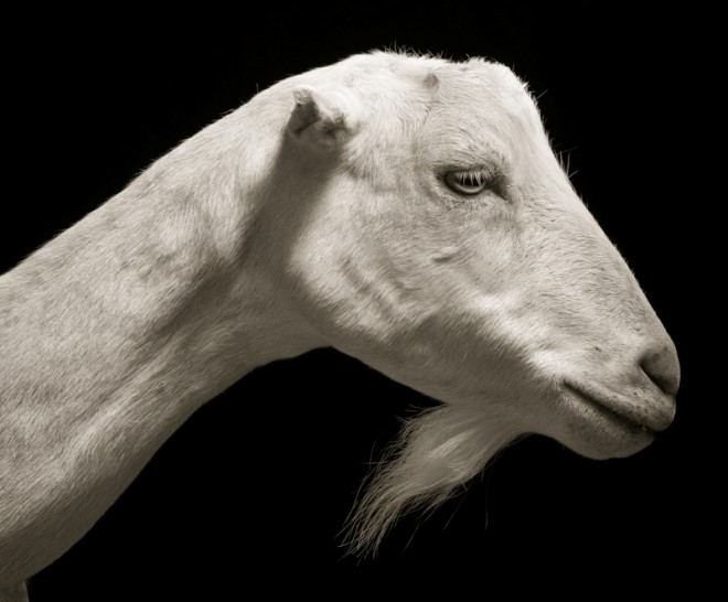 reasons to become vegertarian