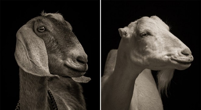  reasons to become vegertarian