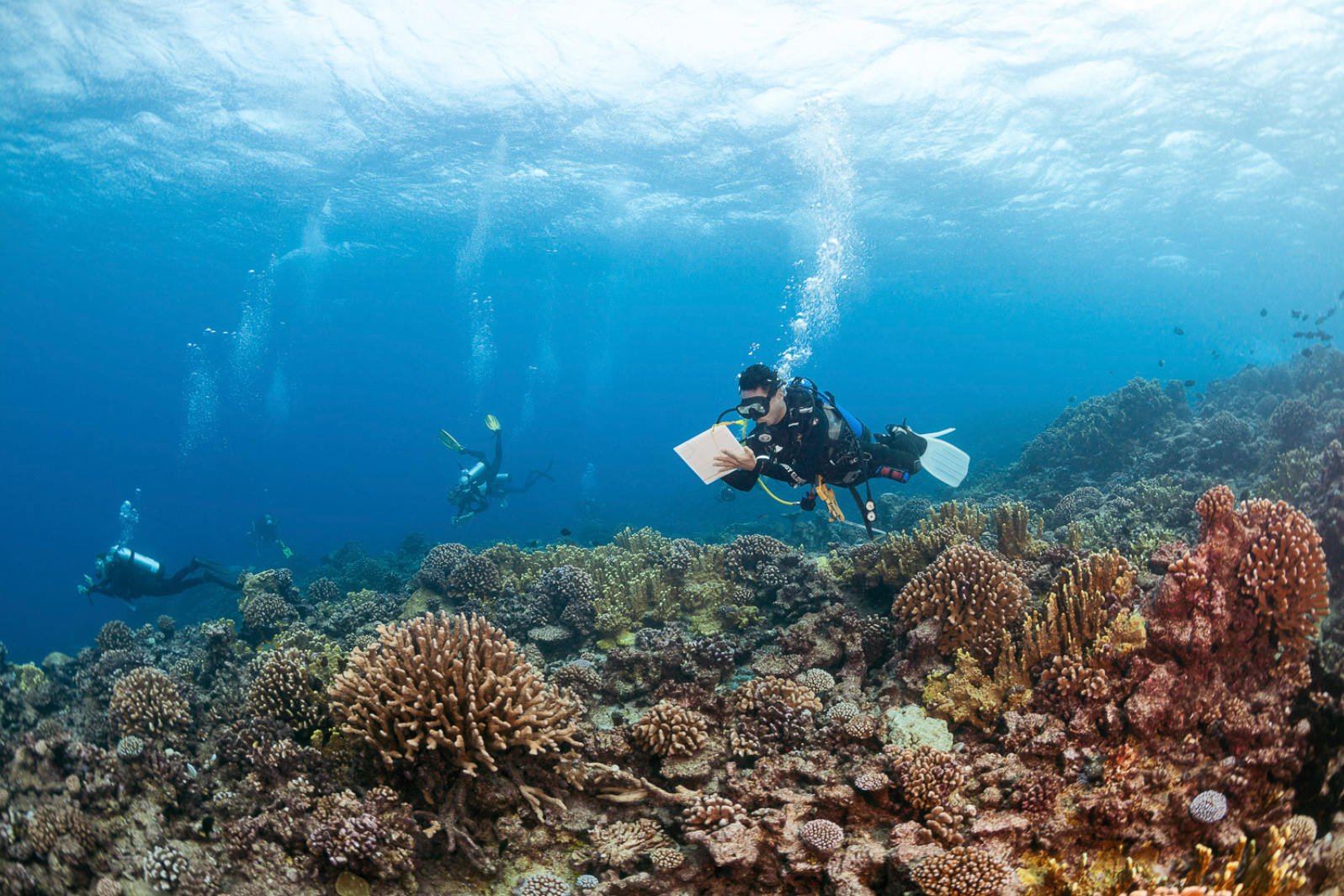 French Polynesia coral reefs Khalid bin sultan 