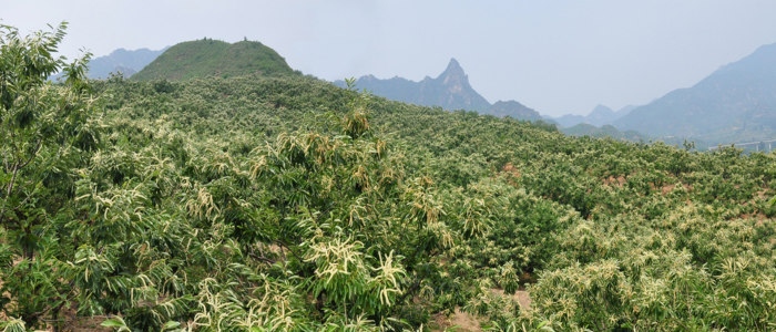 Kuancheng Traditional Chestnut Eco-Planting System in Hebei Province, China
