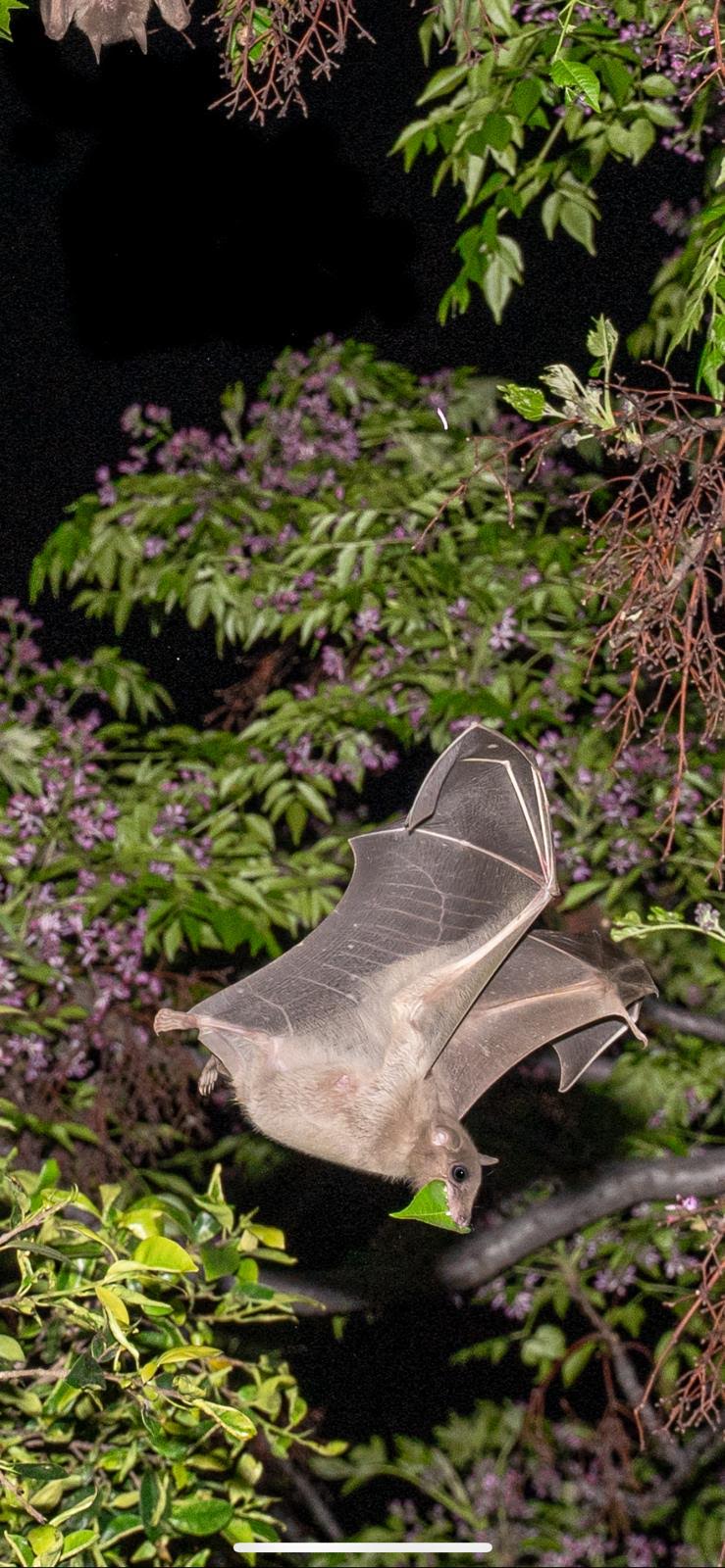 the researchers were able to track the flight of tiny bats from the species known as Kuhl’s pipistrelle, each weighing only six grams