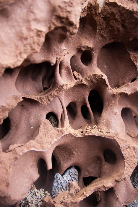 Part of the egress complex of a mound of Macrotermes michaelseni termites from NamibiaCredit
D. Andréen