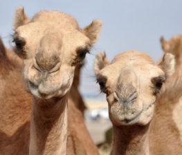 Three Qatari “Suspects” Who are Spreading MERS Virus