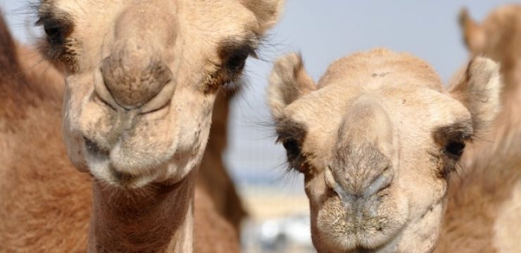 MERS-found-in-Qatar-camels.jpg