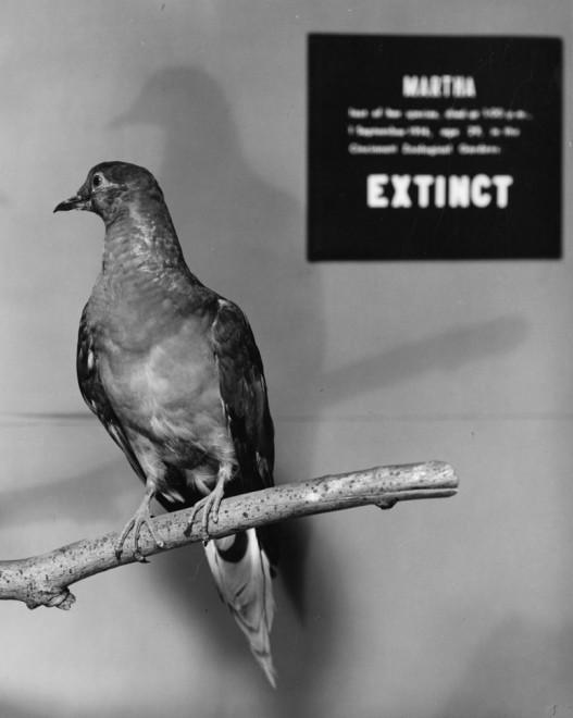 Martha_last_Passenger_Pigeon_sept_1914