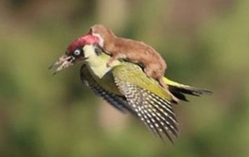 Weasel on a woodpecker? Discover Dubai through an eagle’s eye instead!