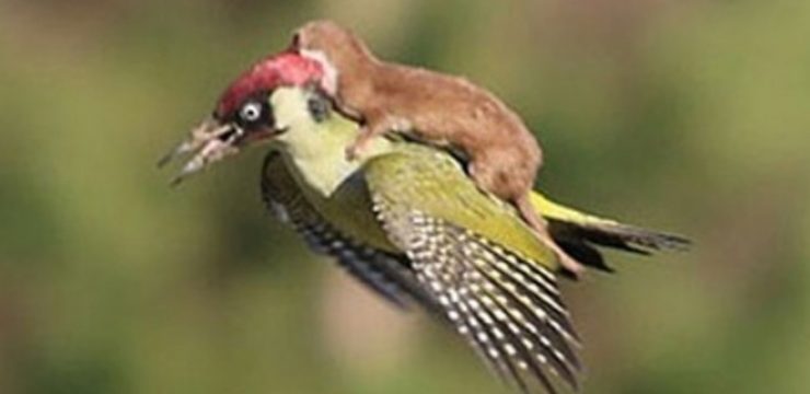 Martin-LeMay-weasel-on-a-woodpecker.jpeg