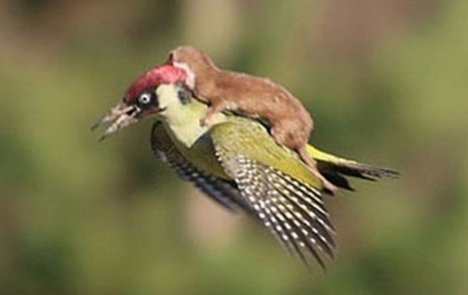 Martin-LeMay-weasel-on-a-woodpecker