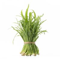 minutina-hydroponics