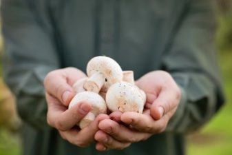 Palestinians cultivate the West Bank’s first organic mushrooms!