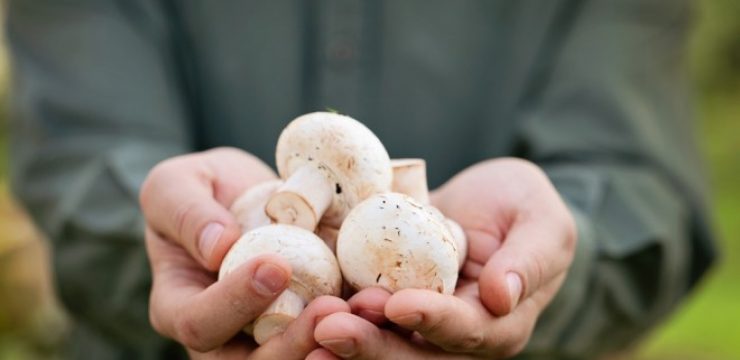 Mushrooms-bloom-in-West-Bank.jpg