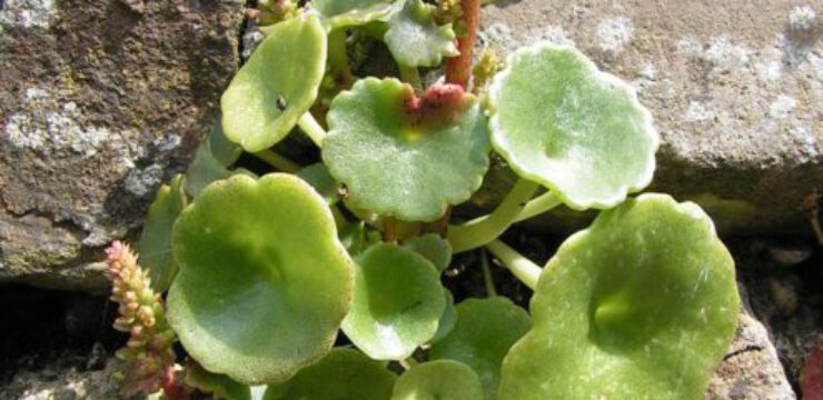 Navelwort_700.jpg