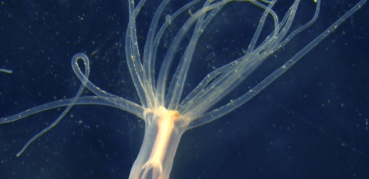 Nematostella-venom-jellyfish.jpg