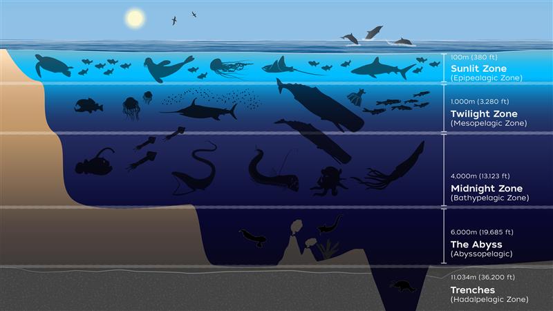 Woods Hole ocean zones explained