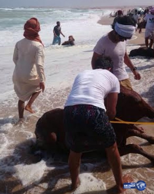 Oman-cows-swim-to-shore