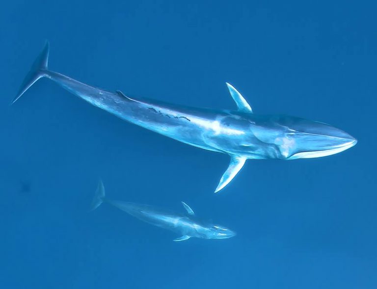 Filling in the mystery of the newly discovered ghost whale