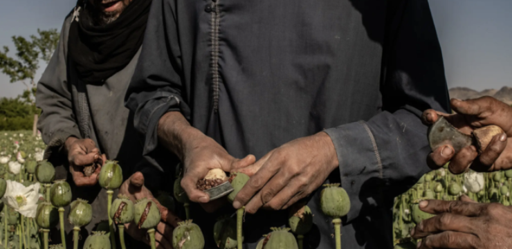 Opium-taliban-new-york-times.png