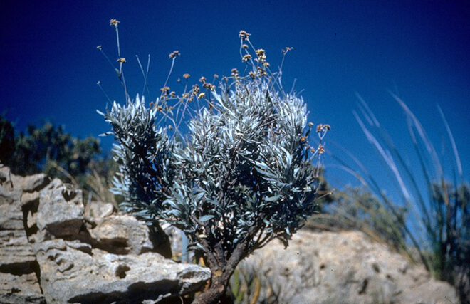 guayule for sustainable rubber