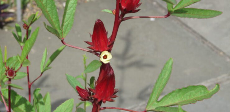 Roselle_Hibiscus_sabdariffa_2014_01-scaled.jpg