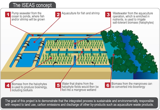 salt-tolerant plants, halophytes, MIST biofuel research, aviation biofuel, Boeing, Etihad Airways, aviation industry biofuel research, aviation industry environmental impact, global emissions from planes, clean tech, desert research