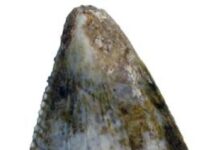 Saudi Arabia, dinosaurs, archaeology, Arabia peninsula, red sea coast, Middle East dinosaurs