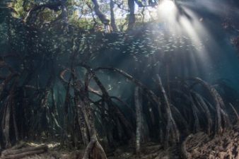 Saudi Arabian women are planting a million mangroves