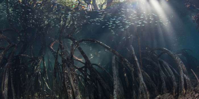 Saudi Arabian mangrove forests