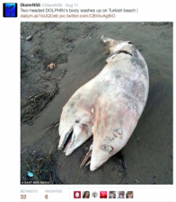 Two-headed dolphin washes up in Izmir, Turkey