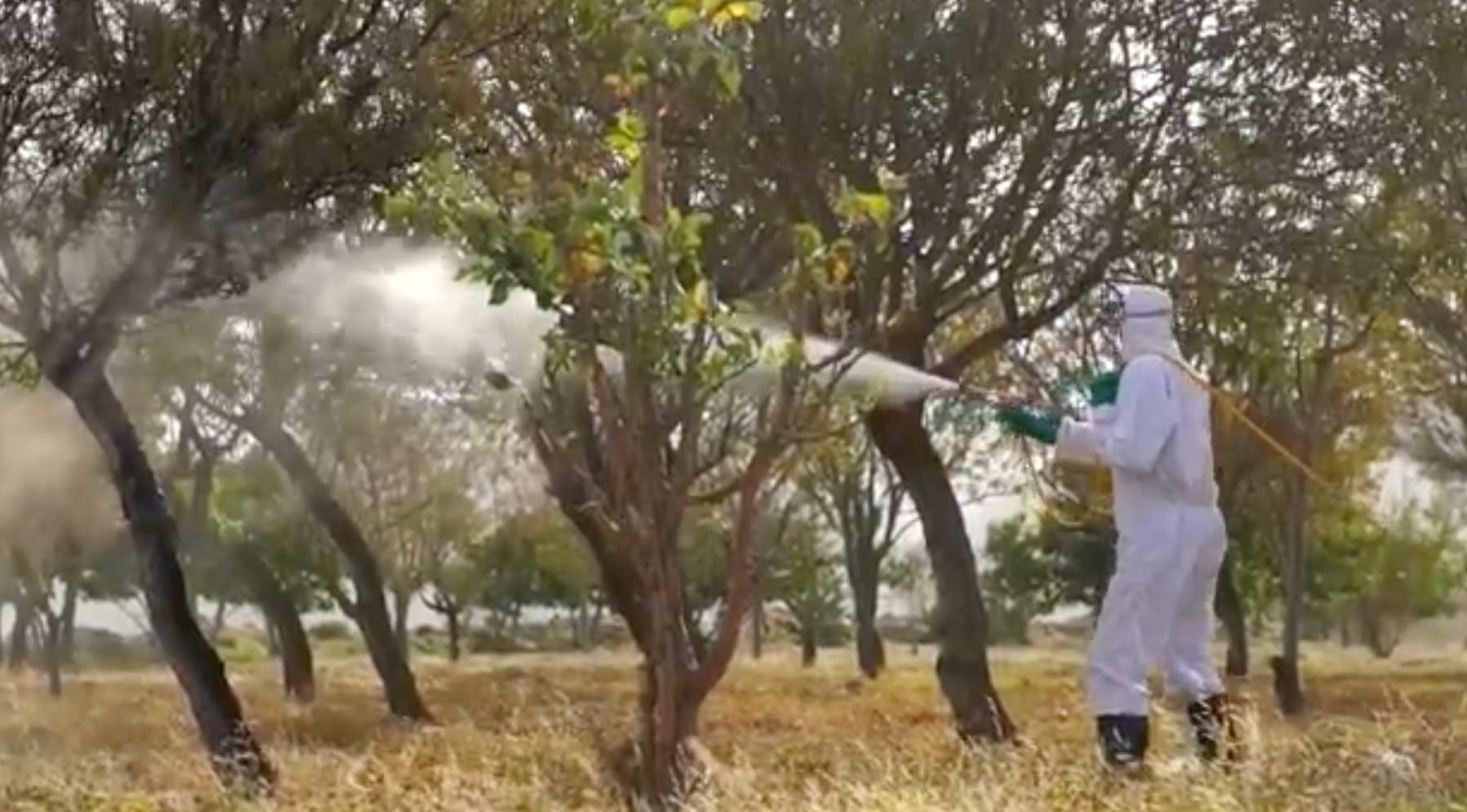 Spraying locusts in Yemen
