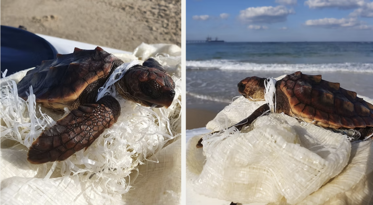 The Rising Threat of Woven Plastic Sacks to Eastern Mediterranean Sea Turtles