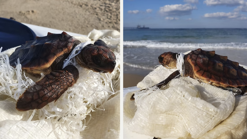 The Rising Threat of Woven Plastic Sacks to Eastern Mediterranean Sea Turtles