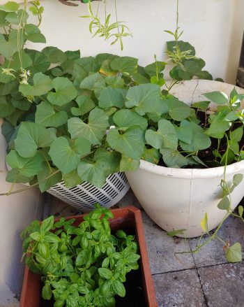 Sweet potato vine on balcony