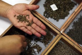 Syria’s seedbank seeds sent for safety to Morocco Syria’s seedbank seeds sent for safety to Morocco