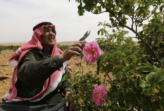 Syrian picking damask rose
