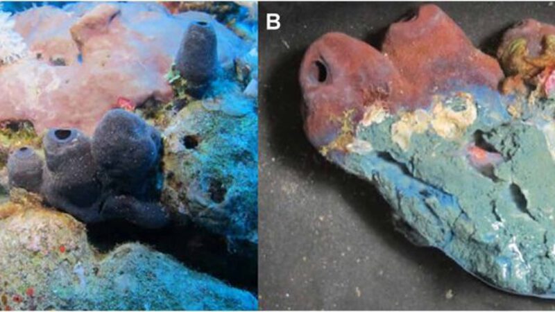 Real-life Moana “Shiny” sponge collects glitter to stop from being eaten