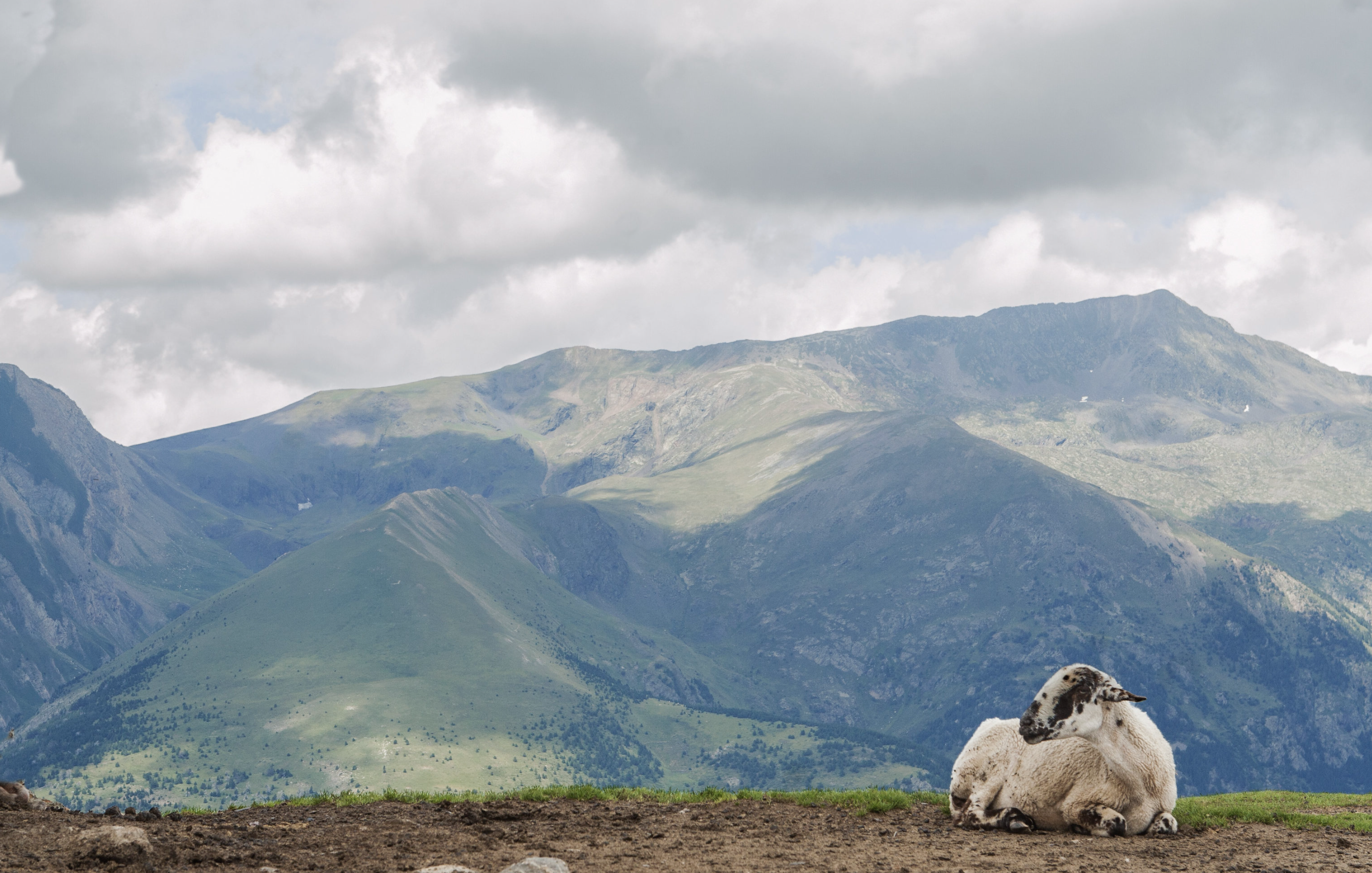 The subalpine pastures of Andorra ©Department of Agriculture and Livestock (Government of Andorra)