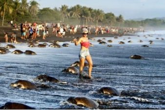 Costa Rican tourists thwart sea turtle nesting, a surreal mirroring of the crisis in the Med