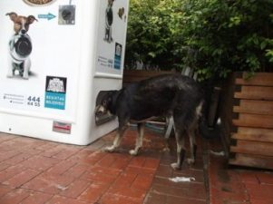 Plastic for kibble – vending machines for stray animals in Istanbul