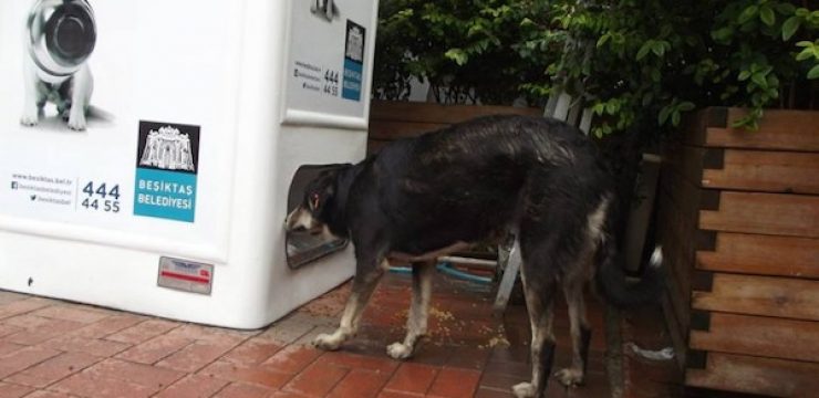 Turkey-Vending-Machine-for-Animals-4.jpg