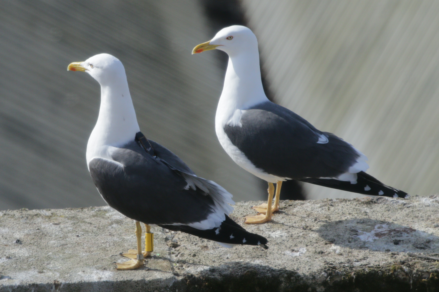 Urban seagull with GPS feeding
