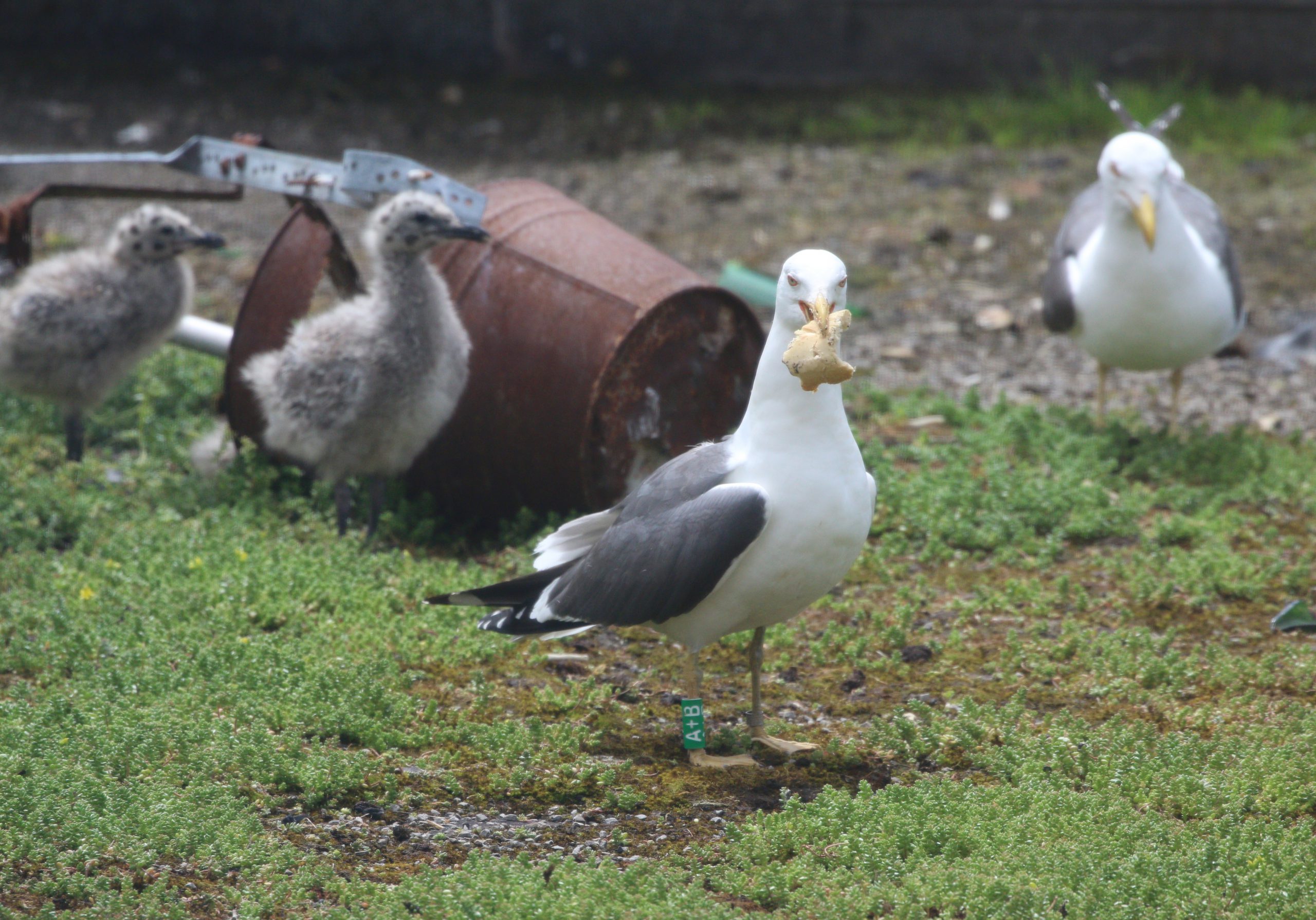 urba seagull finds food